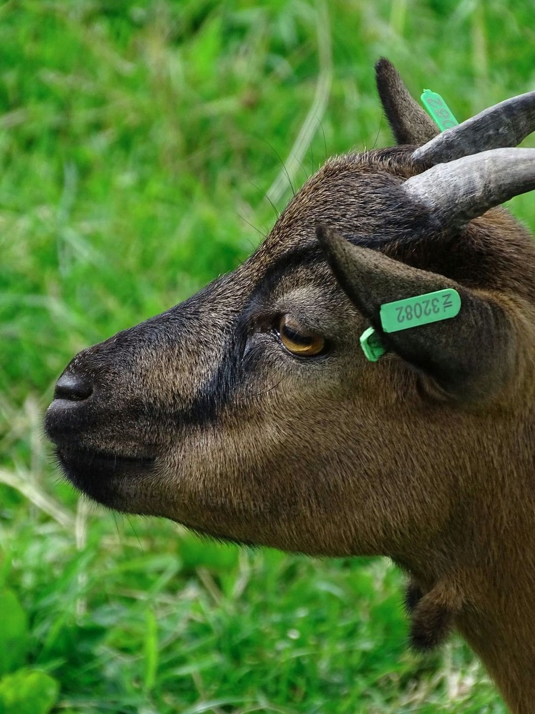 Spring Pasture Prep for Happier, Healthier Goats