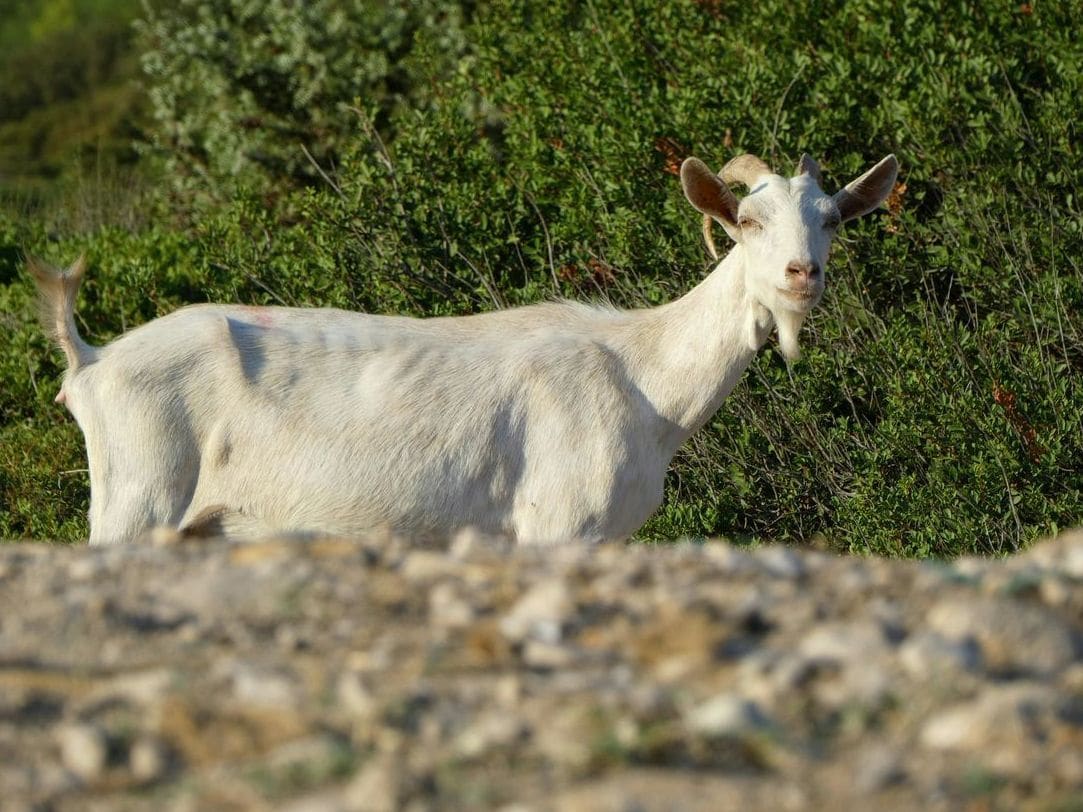 How We Select Heritage Goats for Strong, Steady Herds