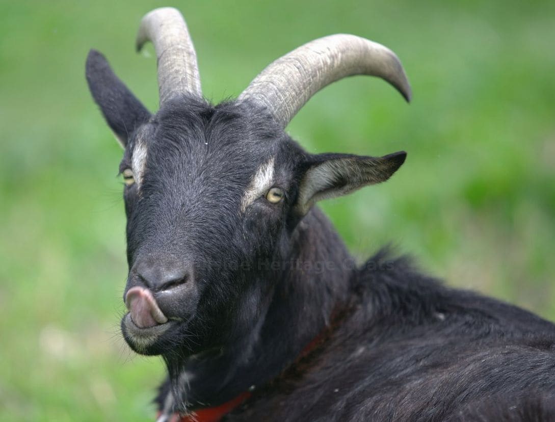 A Beginner's Guide to Daily Goat Care Routines