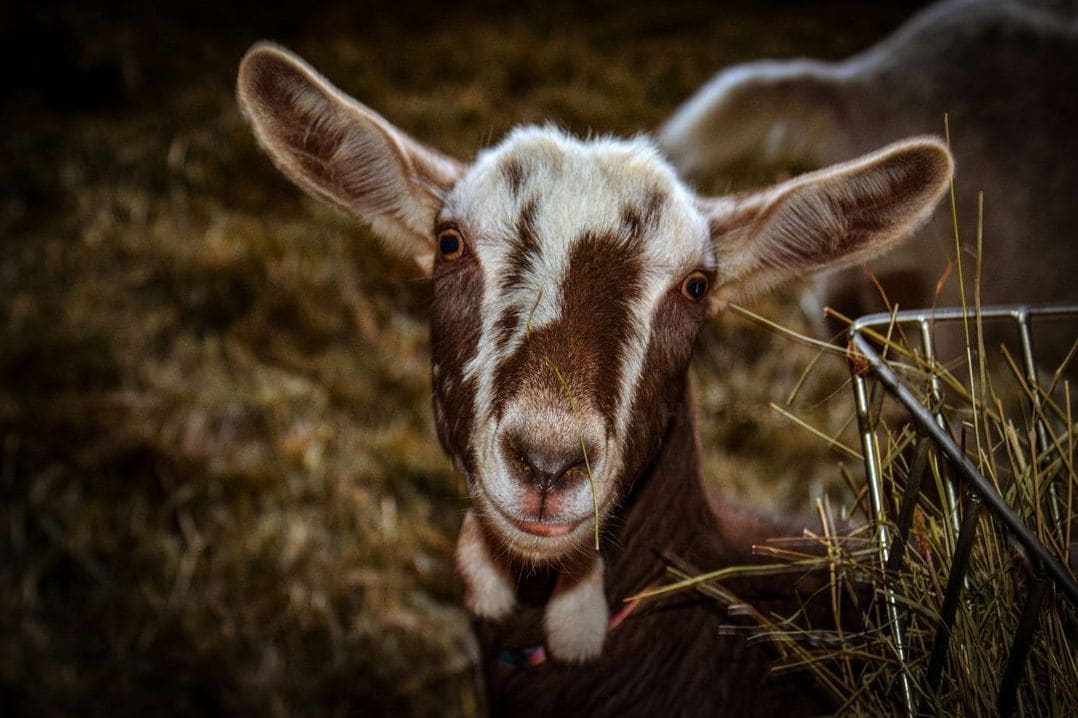 Hillside Heritage Goats 1