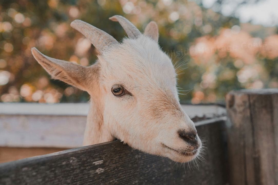 Hillside Heritage Goats 10