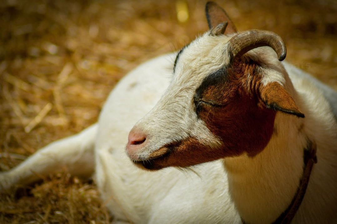 Hillside Heritage Goats 11