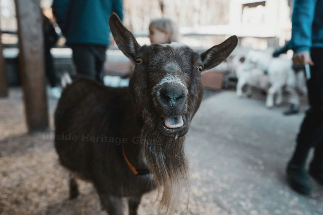 Hillside Heritage Goats 12