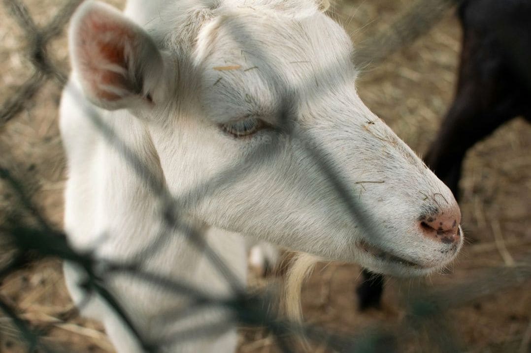 Hillside Heritage Goats 14