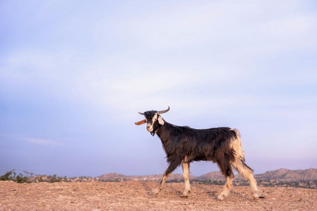 Hillside Heritage Goats 15