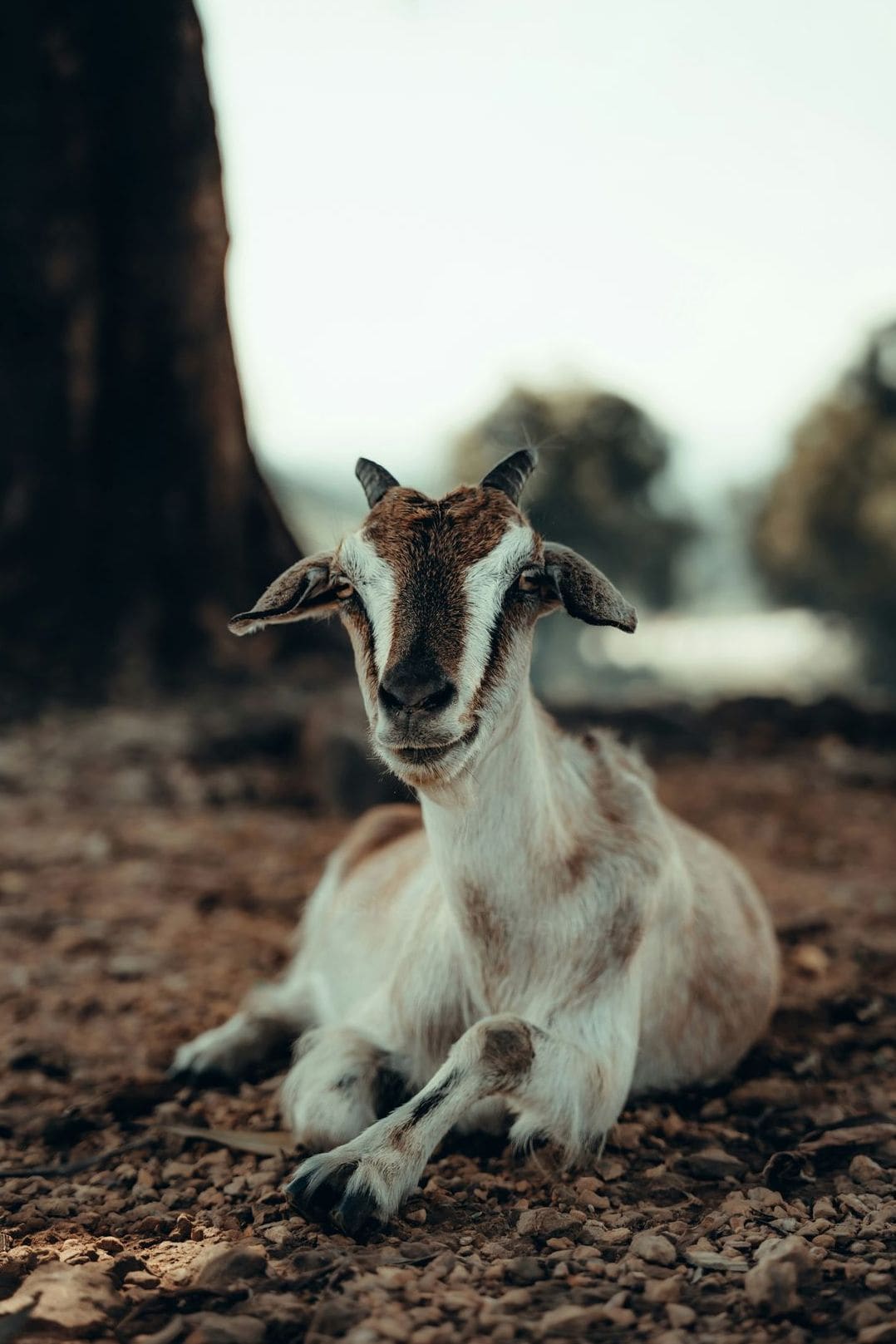 Hillside Heritage Goats 2