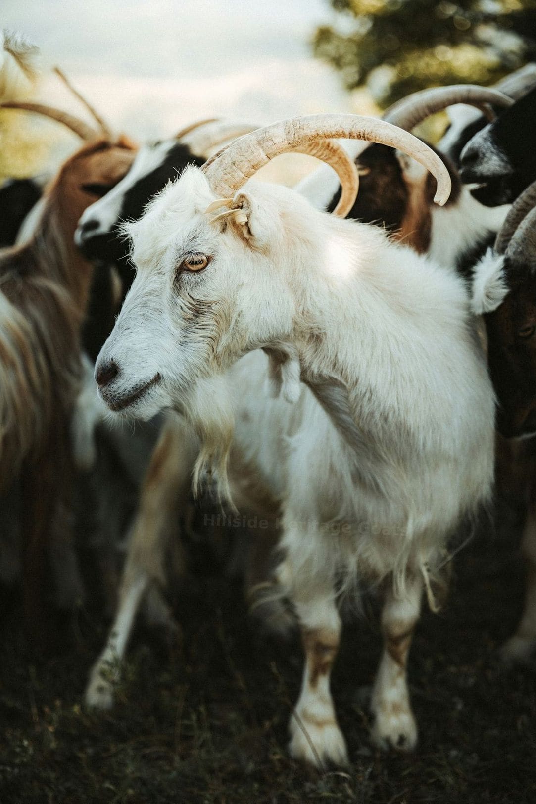 Hillside Heritage Goats 3