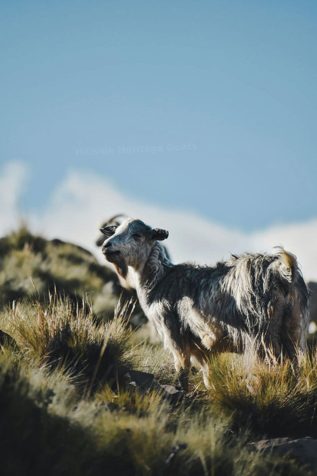 Hillside Heritage Goats 4