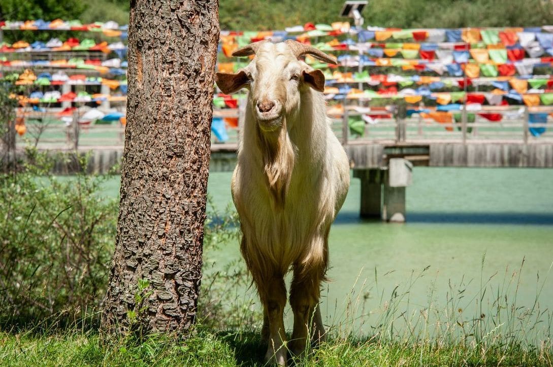 Hillside Heritage Goats 5