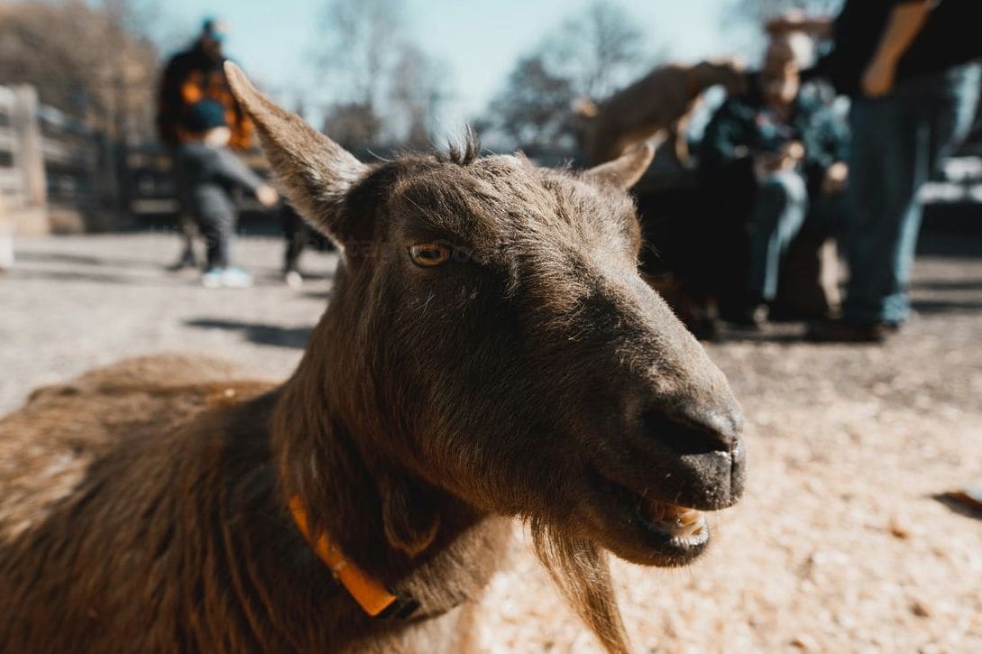 Hillside Heritage Goats 6