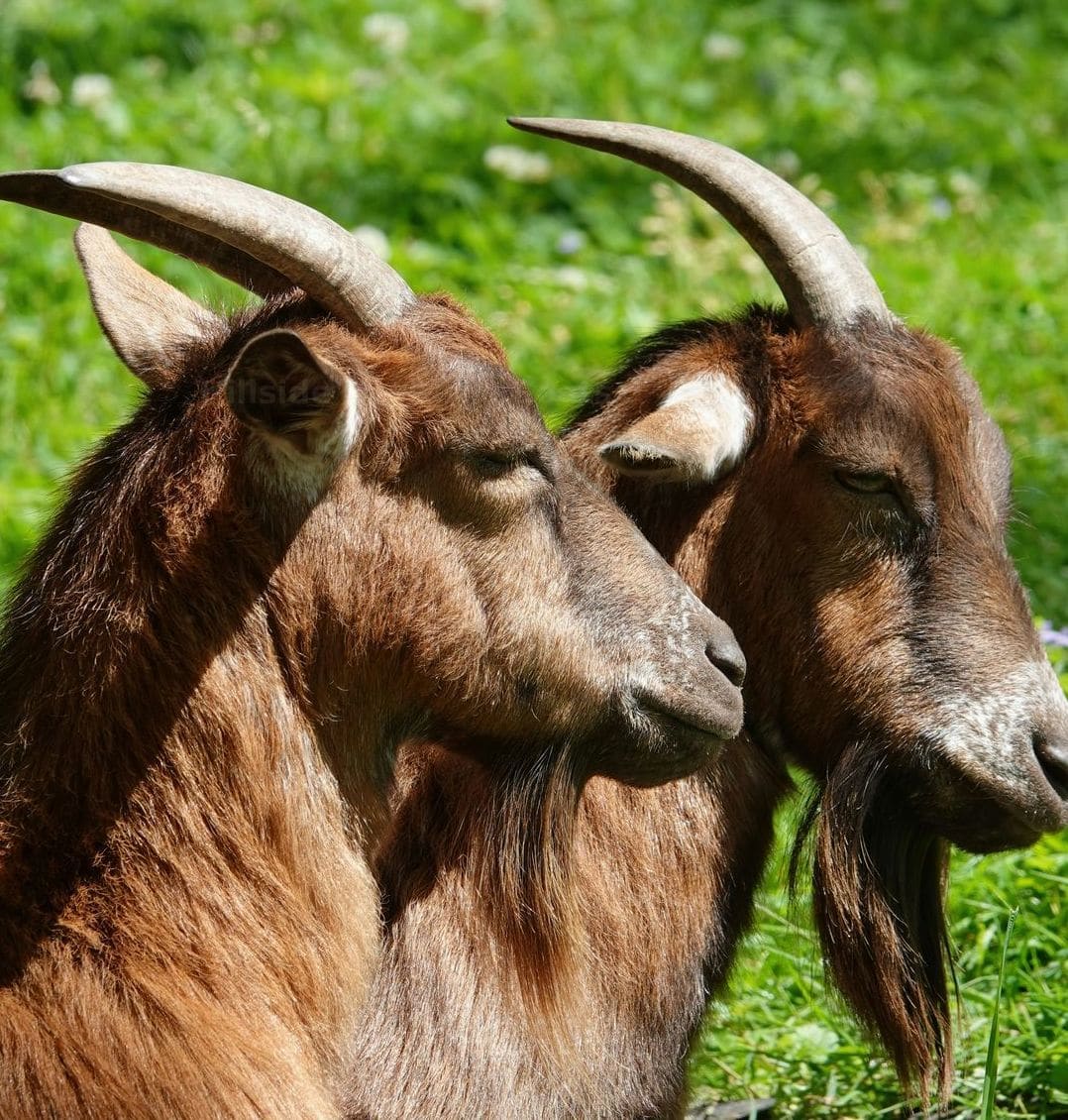 Hillside Heritage Goats 7