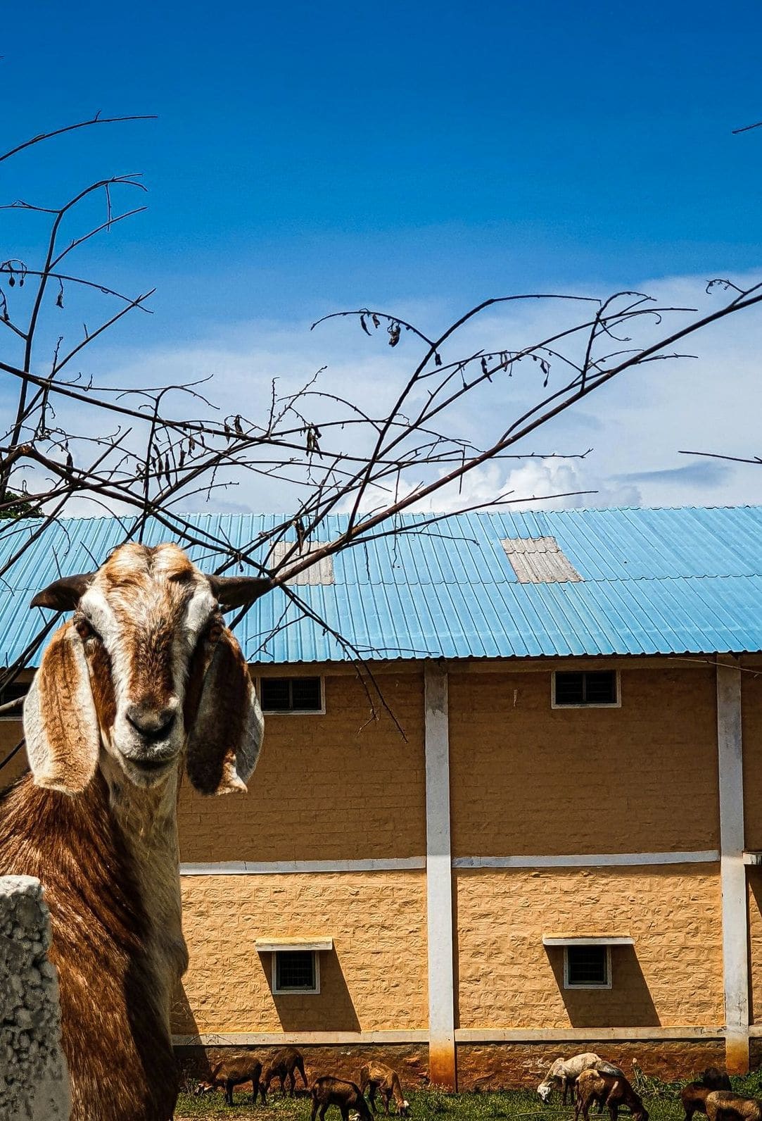 Hillside Heritage Goats 8