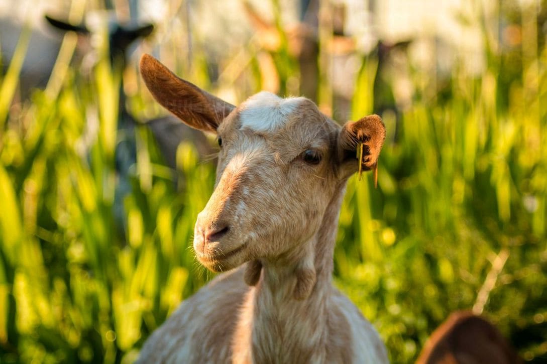 Hillside Heritage Goats 9