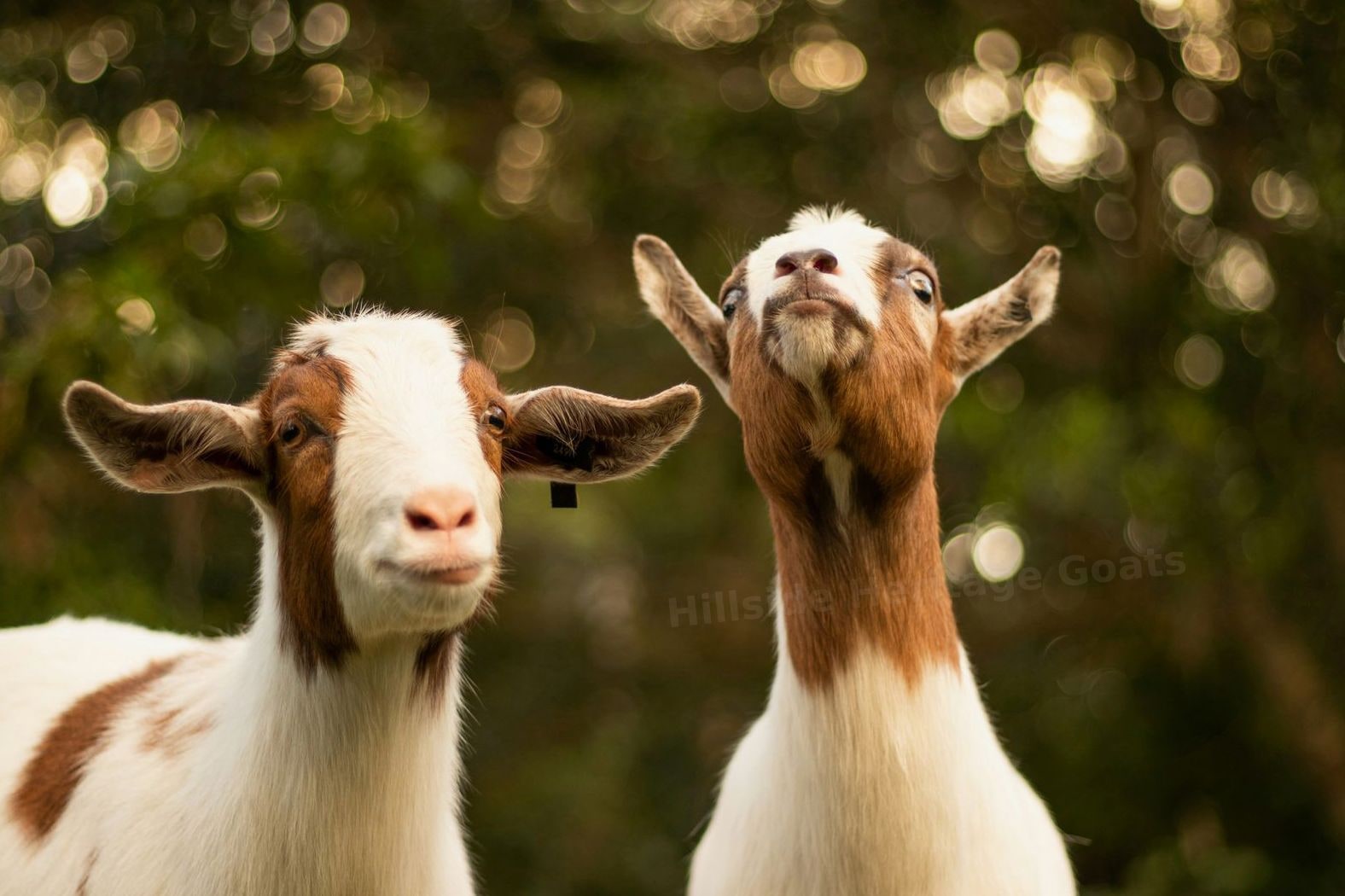 Hillside Heritage Goats
