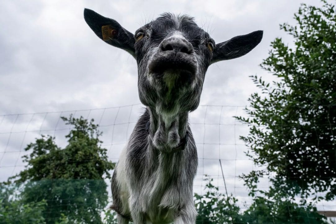 Herd and housing review