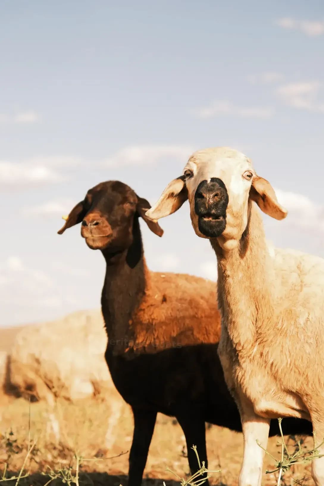 Goat sales and rehoming