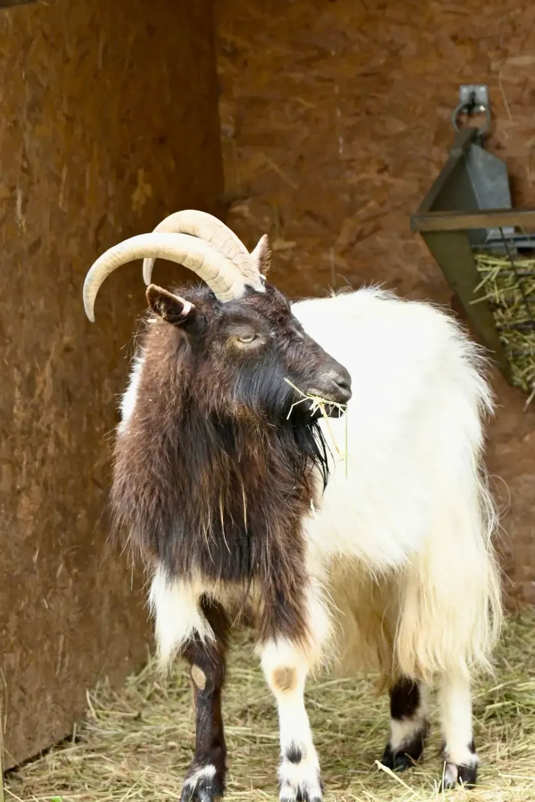 Breeding stock supply