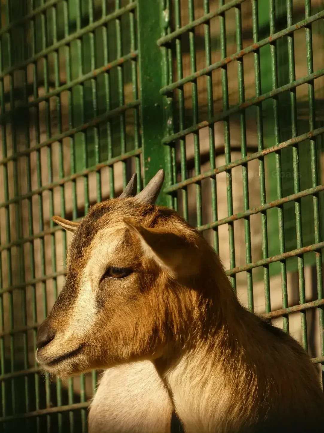 Animal handling and settling advice